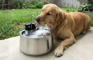 dog water fountain