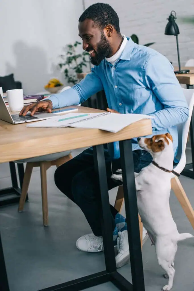 side view of smiling african american businessman working on laptop and dog standing near