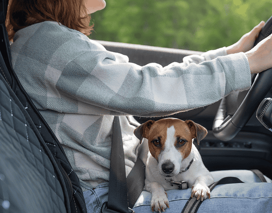 pet evacuation