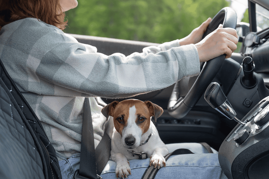 pet evacuation
