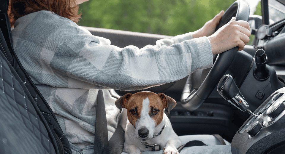 pet evacuation