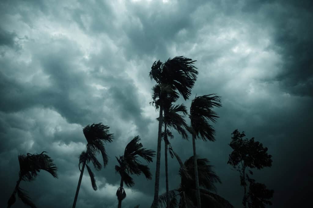Pet evacuation guide. Thick dark black heavy storm clouds covered summer sunset sky horizon. Gale speed wind blowing over blurry coconut palm tree before Norwesters Kalbaishakhi Bordoisila thunderstorm torrential rain. 