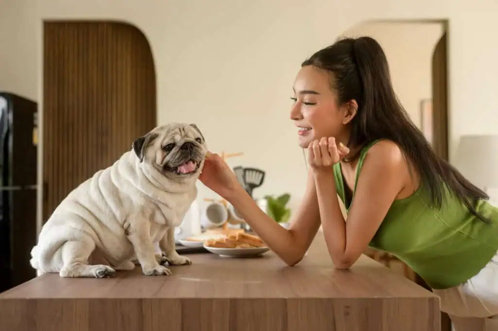 Asian woman preparing coffee and toast bread for breakfast enjoy with dog at the kitchen table in the morning - best kidney diet for dogs