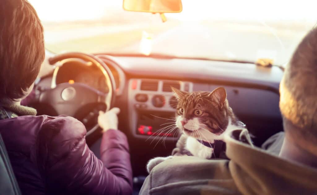People travel with the beloved cat on a car trip.