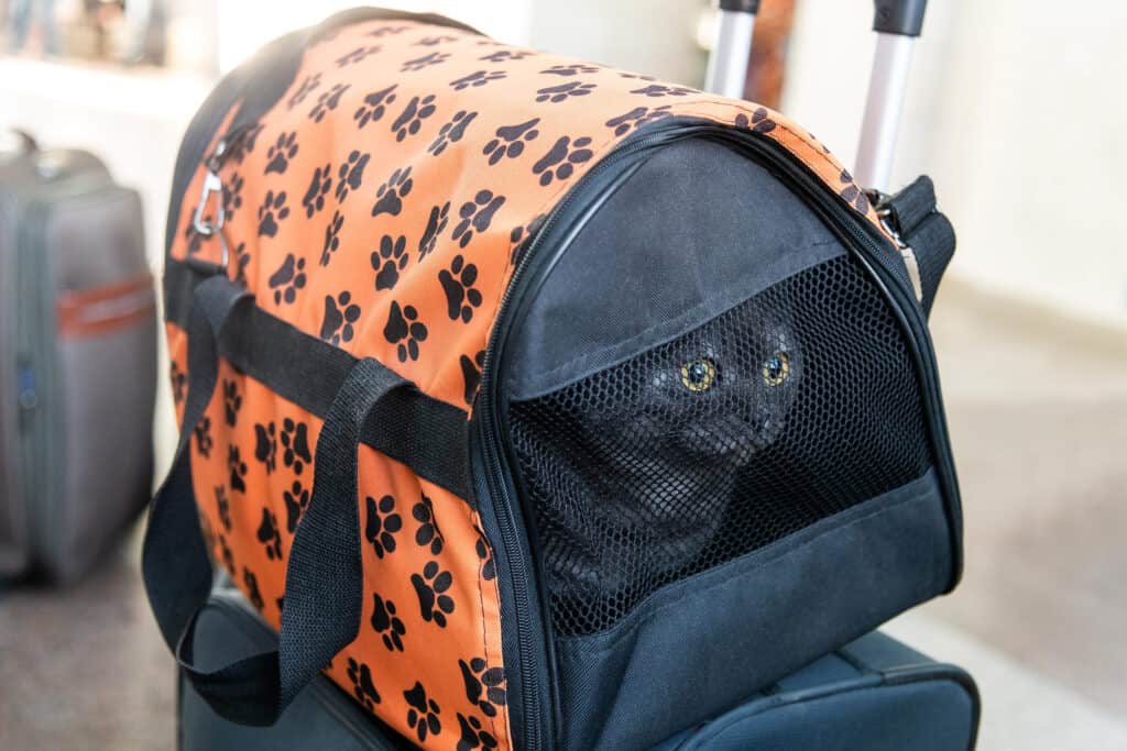 Carrier with a cat is at the station. Traveling with an animal