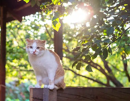 catio ideas