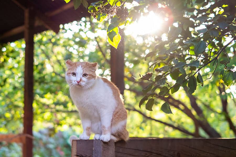 catio ideas