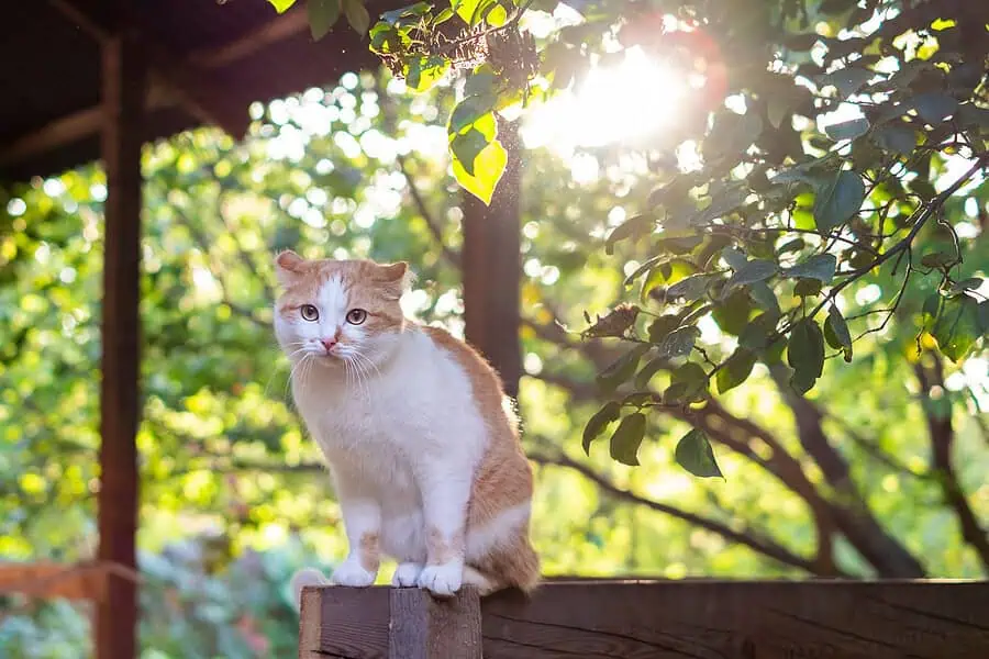 catio ideas