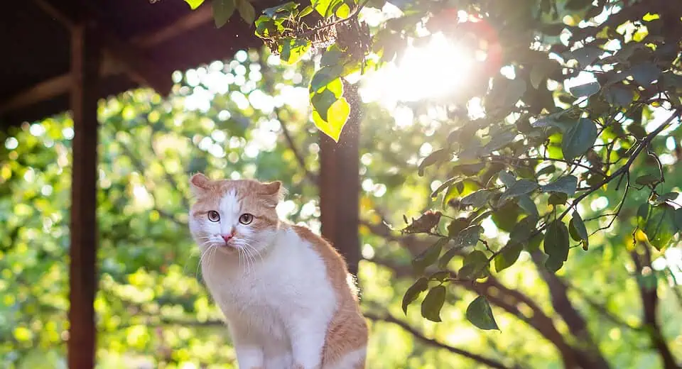 catio ideas