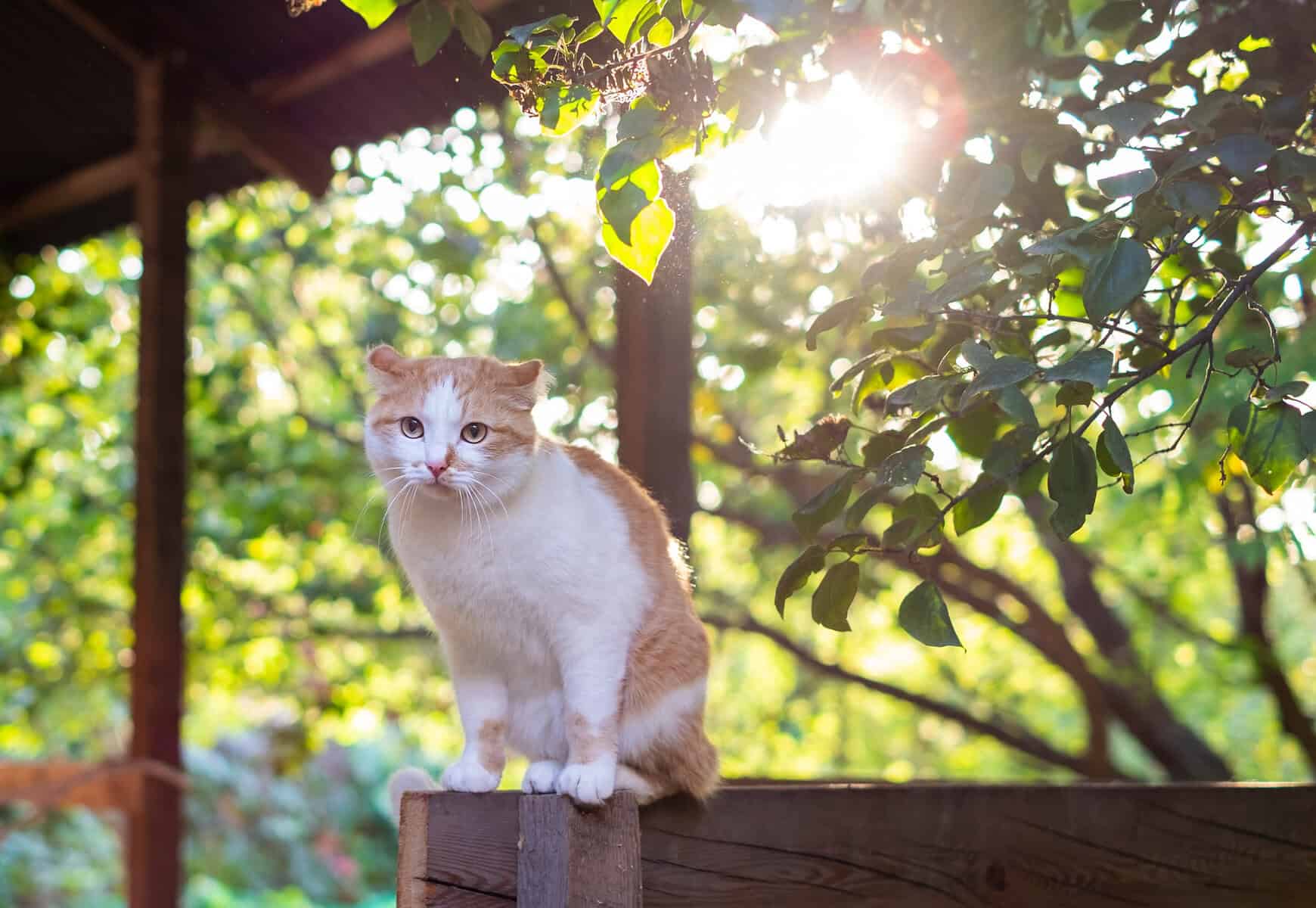 catio ideas
