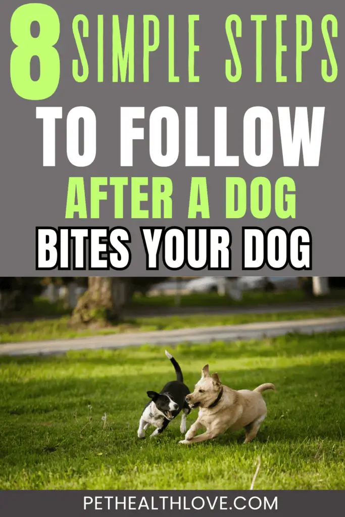 dog bite