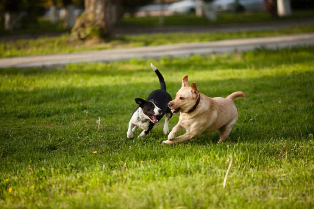 dog bite