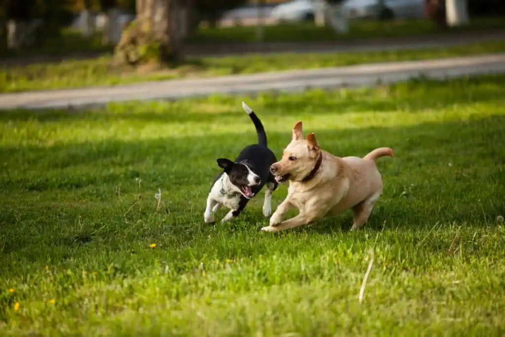 dog bite