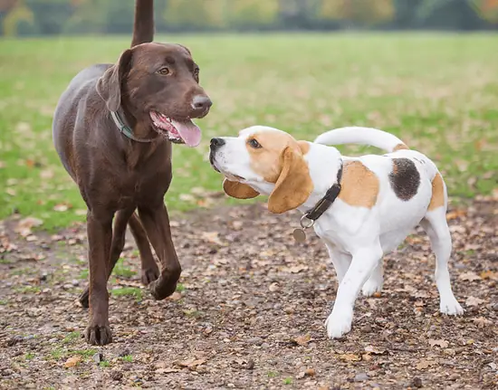 dog bite