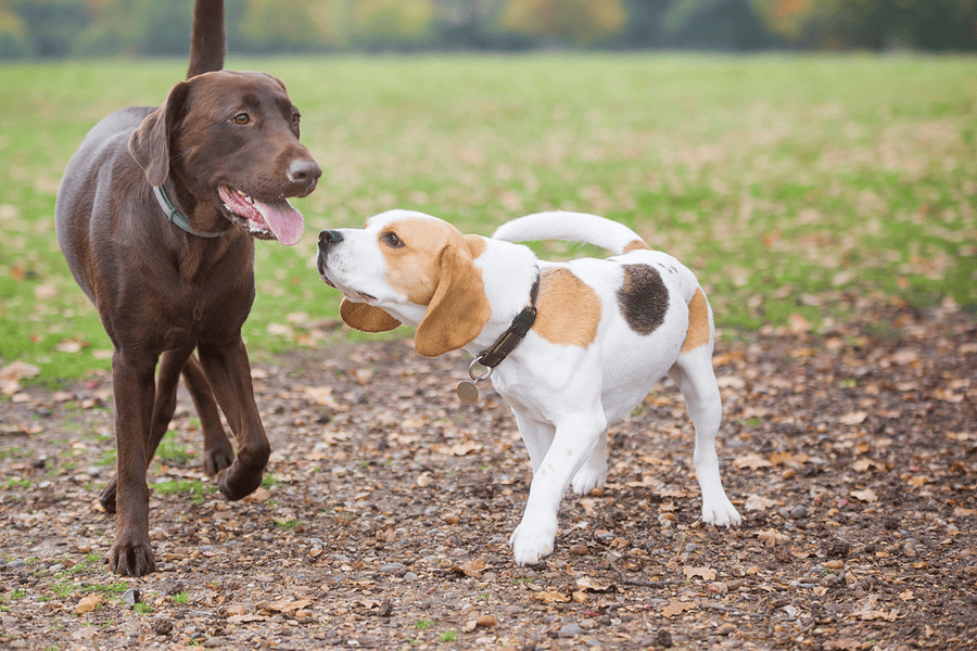 dog bite