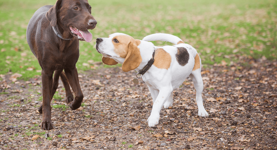dog bite