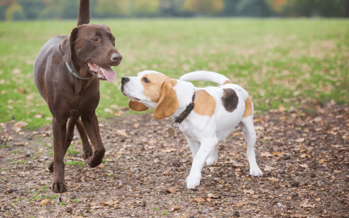 dog bite
