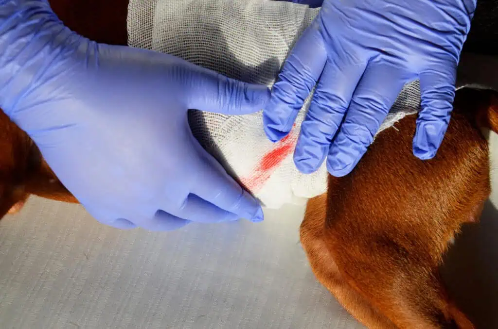 dog bite