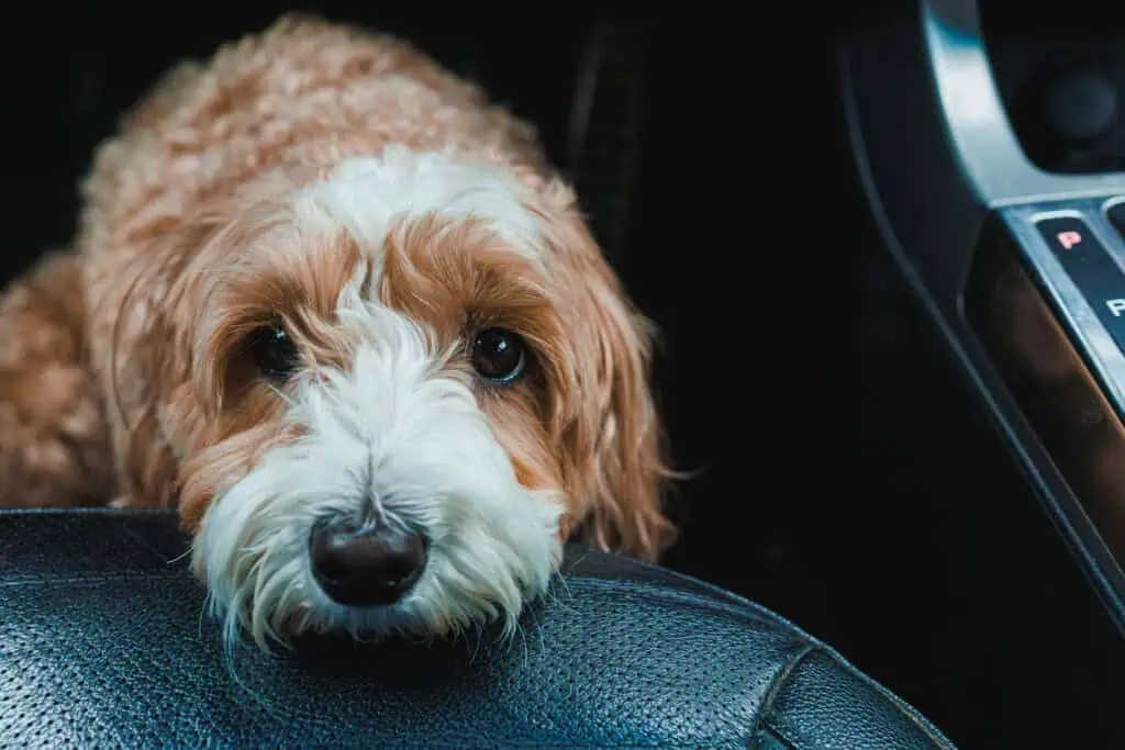 dog bite