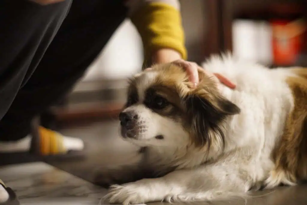 dog bite E