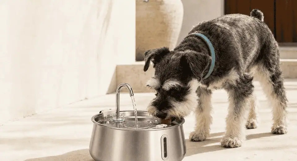dog water fountain