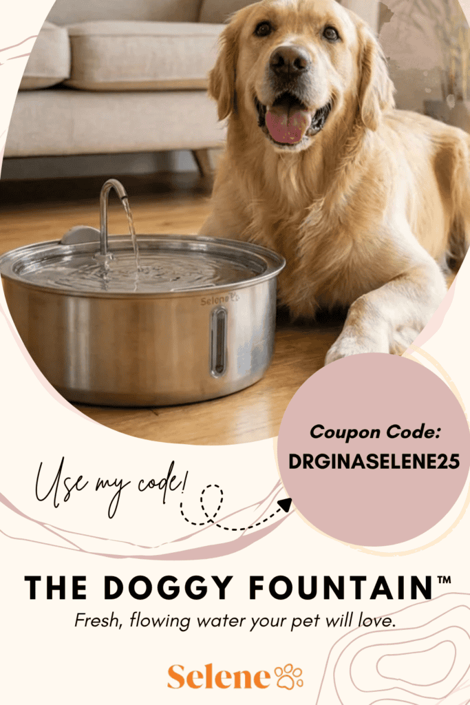dog water fountain