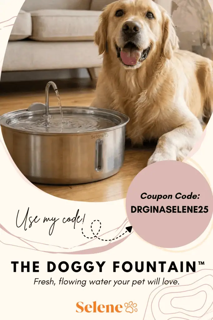 dog water fountain