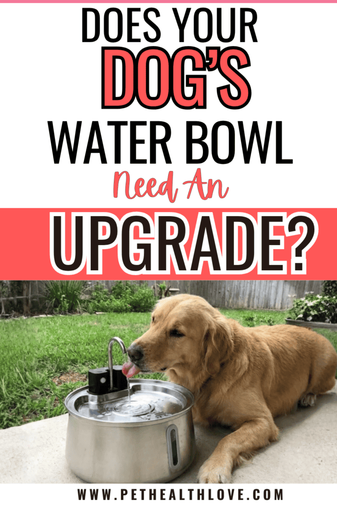 dog water fountain