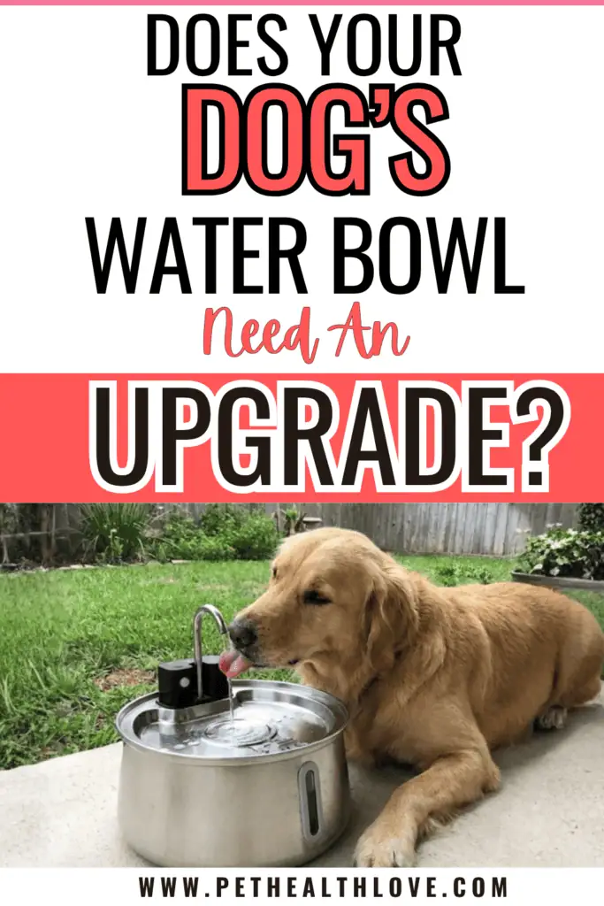 dog water fountain