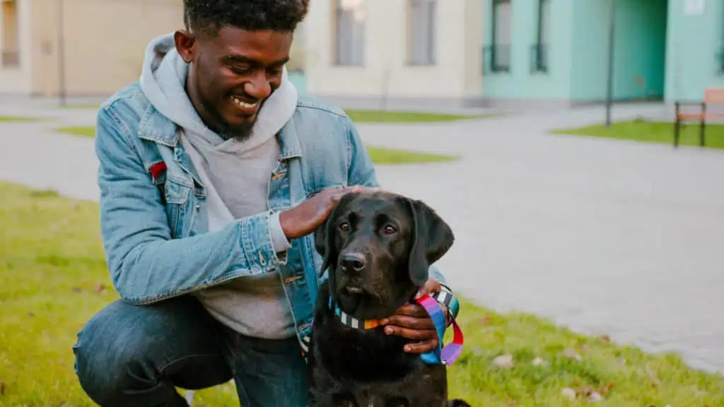 taking pet to college - Cheerful african american man spending free day in city with labrador dog. Handsome young guy relaxing with his four-legged cute friend on green lawn.
