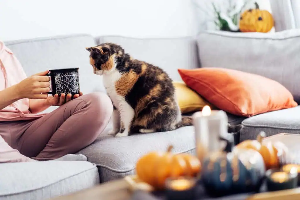 thanksgiving planner - Cropped woman in plaid drinking hot tea from Halloween theme mug with near sitting multicolored cat on the sofa at home. Cozy and comfortable autumn holidays concept. Rest and relax. Selective focus