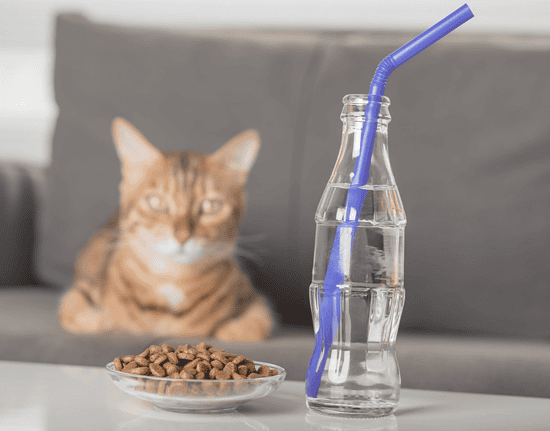 how much water should a cat drink a day