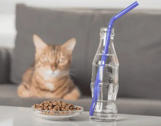how much water should a cat drink a day