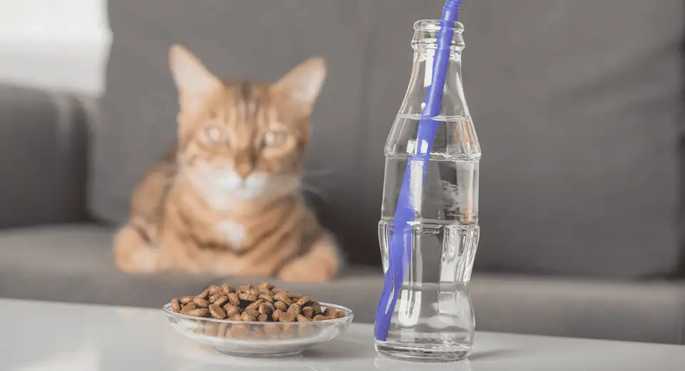 how much water should a cat drink a day