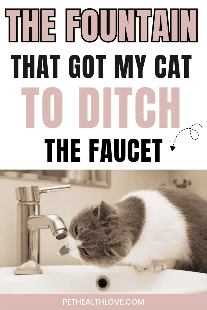 cat water fountain