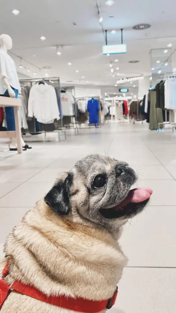 Pug in a department store