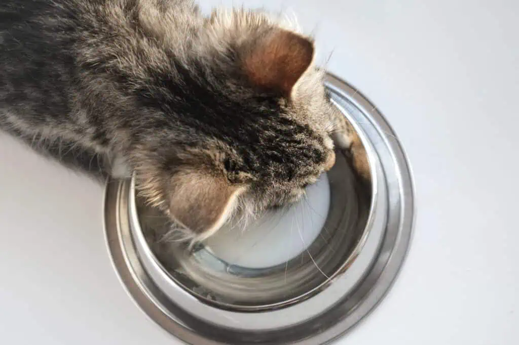 cat and water bowl