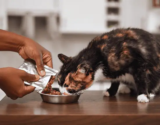 heavy metals in cat food - lady feeding a calico cat wet food