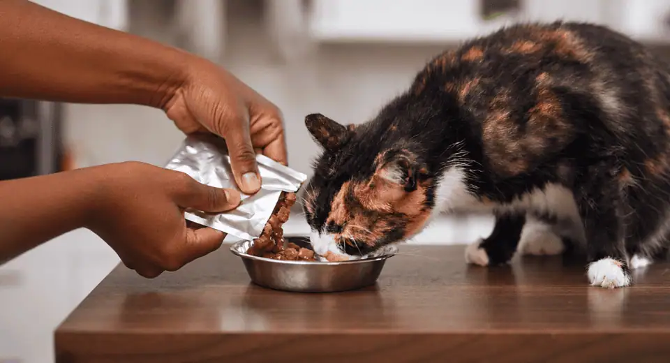 heavy metals in cat food - lady feeding a calico cat wet food