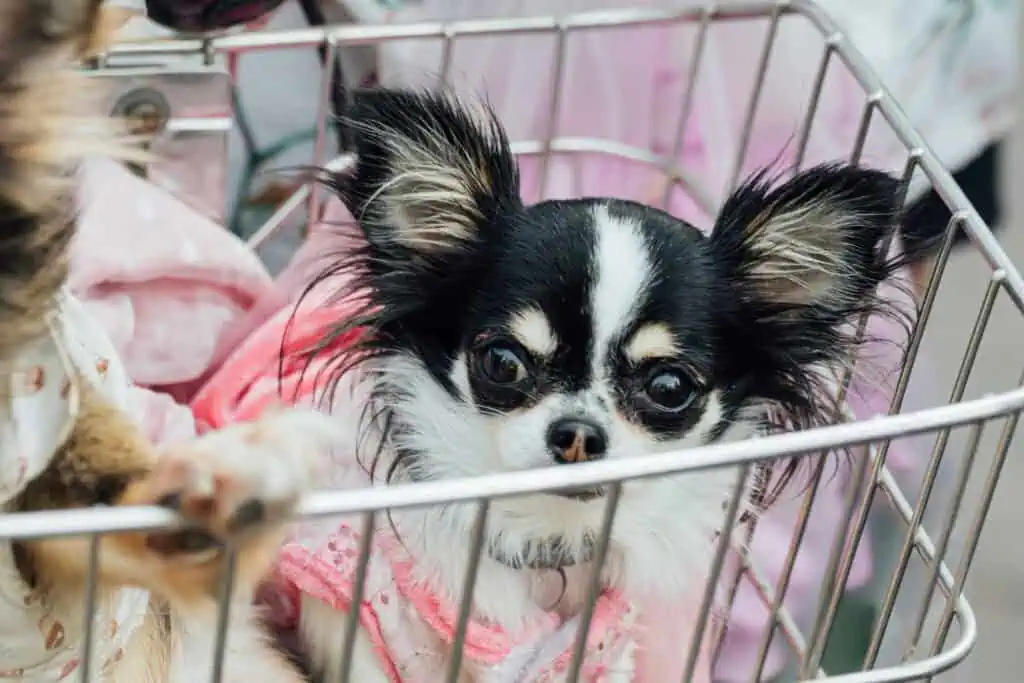 dog in shopping basket