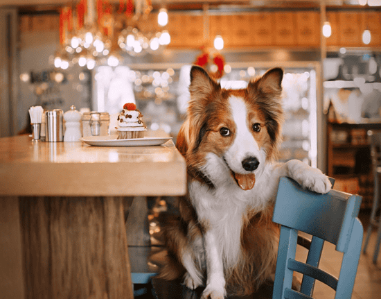 dog at a restaurant