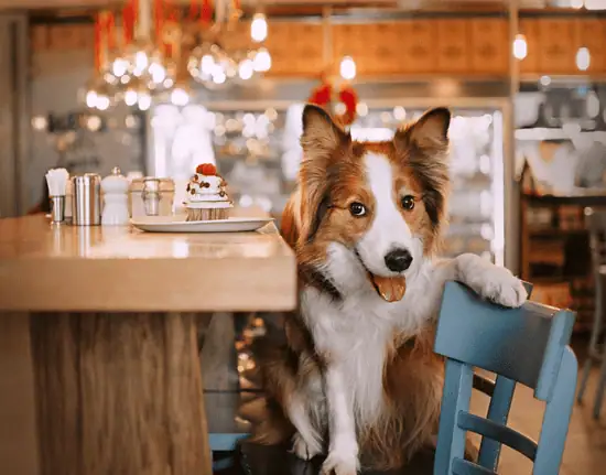 dog at a restaurant