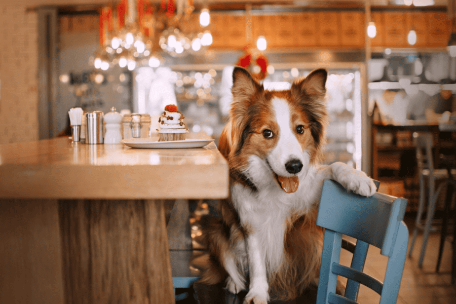 dog at a restaurant