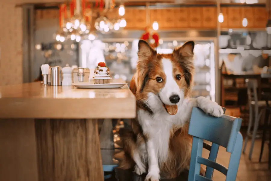 dog at a restaurant