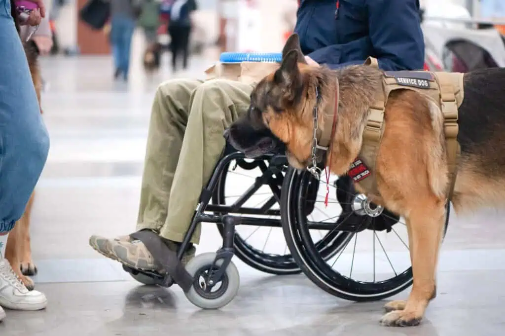 Shepherd, service dog with the owner the invalid wheelchair user